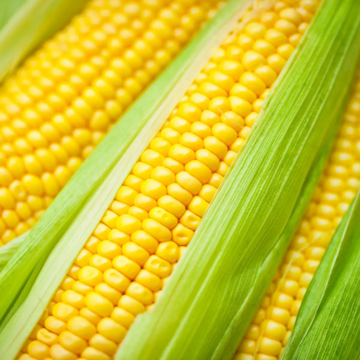 Buy High Quality Bulk Non GMO Yellow Corn Organic Pure Natural Yellow Corn for Animal Feed Grade in Large Quantities