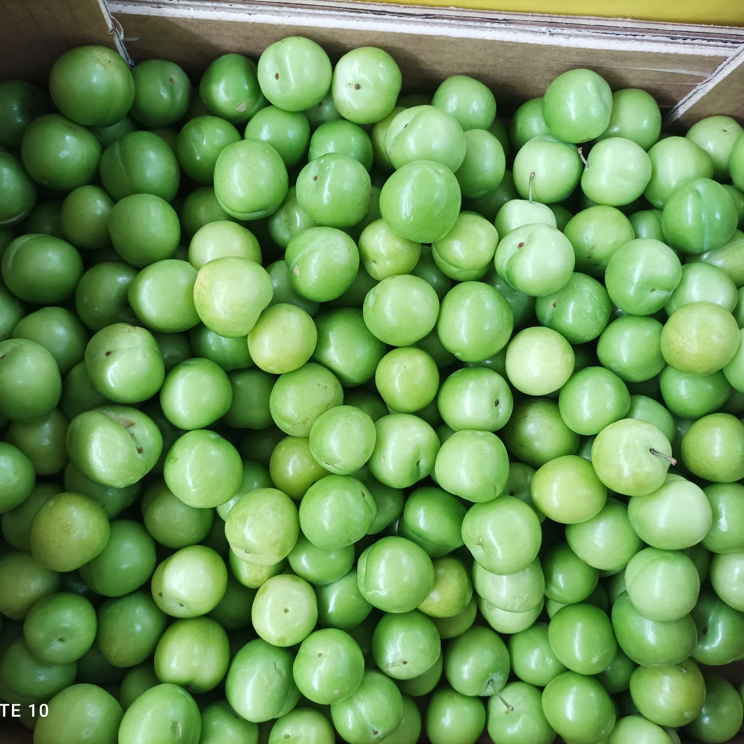 Wholesale Turkey Origin Fresh and Delicious Green Plums Agrowell TurkishGoods