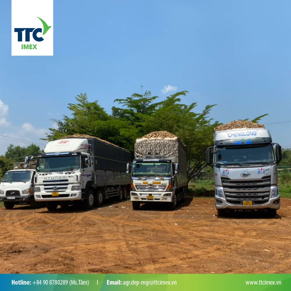 CASSAVA RESIDUE POWDER FOR ANIMAL FEED STARCH 50% MIN 84982069121