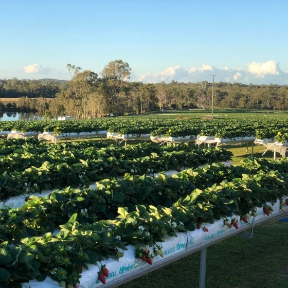 Пакет для выращивания Cocopeat, Гидропонные средства для выращивания Cocopeat для сельского хозяйства, cocopeat grow