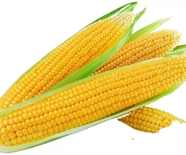 Best Grade Rich in High Quality Organic Corn best quality dried yellow corn at Most Favorable Price From India