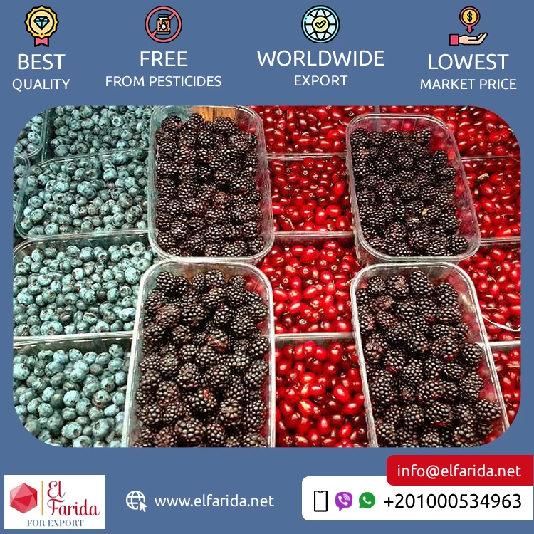 Best Buy Bulk Quantity Export Fresh Nutritious and Delicious Berries Natural Sweet Fruit Blackberry Available for Bulk Buyers