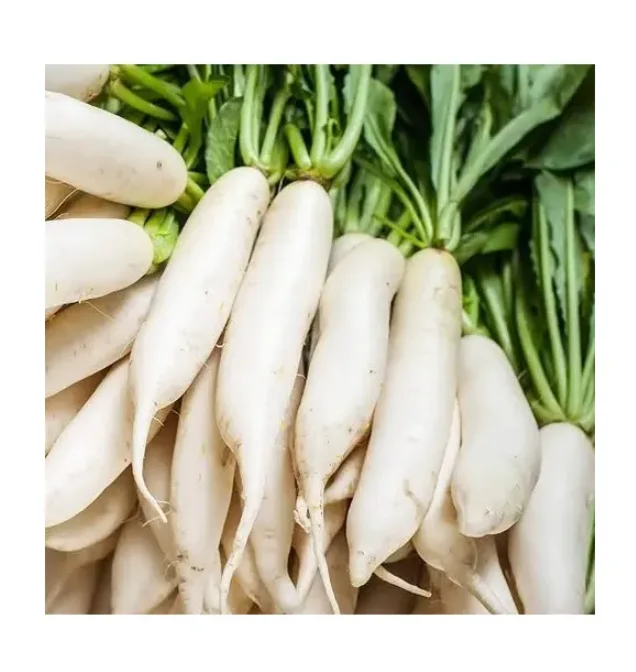 Hot Selling Price Fresh Vegetables Radish in Bulk