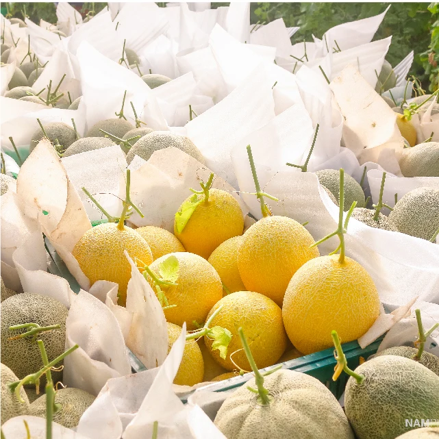 FRESH SWEET CANTALOUPE  MELON-  Muskmelon Sweet Organic Natural Fresh Fruits from Viet Nam