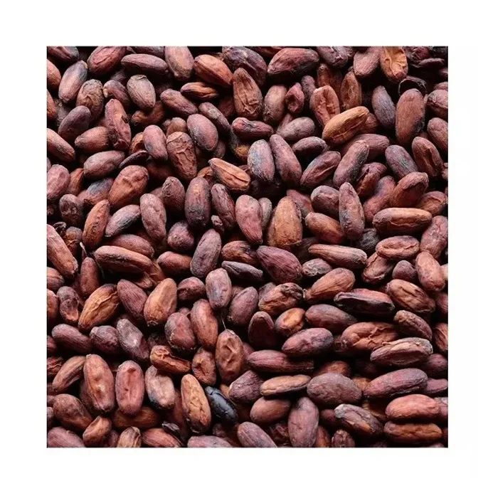 High Quality Cocoa Beans - Cacao Beans - Chocolate beans