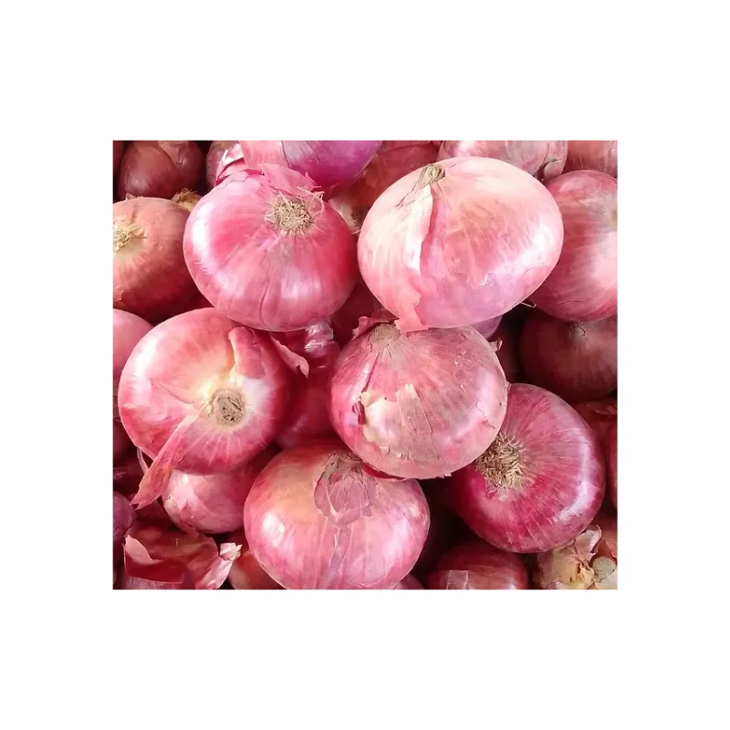 Our Red Onions Are Renowned for Their Vibrant Color, Crisp Premium Indian Round 30 to 60 Days in The Fridge 4 to 6 Weeks Outside