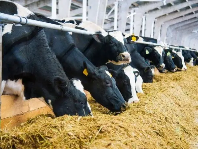 CORN SILAGE/ MAIZE SILAGE hight quality for animal feed in VIETNAM Good Price