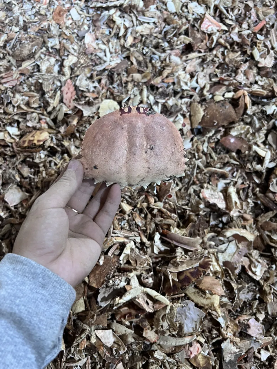 Fertilizer Dried Crab Shell Powder Dried Crab Shell Manufacturers High Quality For Plant  +84947900124