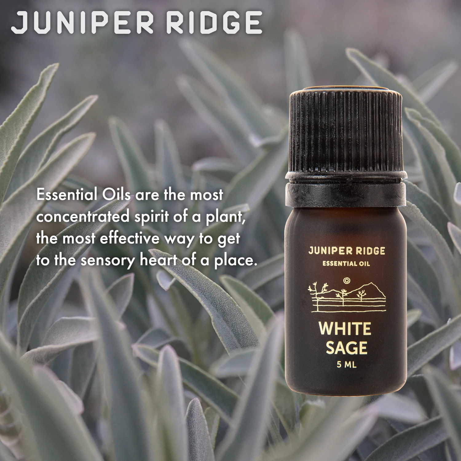 White Sage Essential Oil - Bulk / Gallon