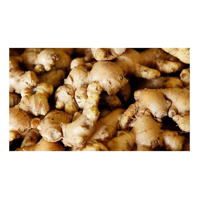 Cheapest Price Supplier Bulk Fresh Ginger Root Wholesale Fresh Vegetables Ginger With Fast Delivery