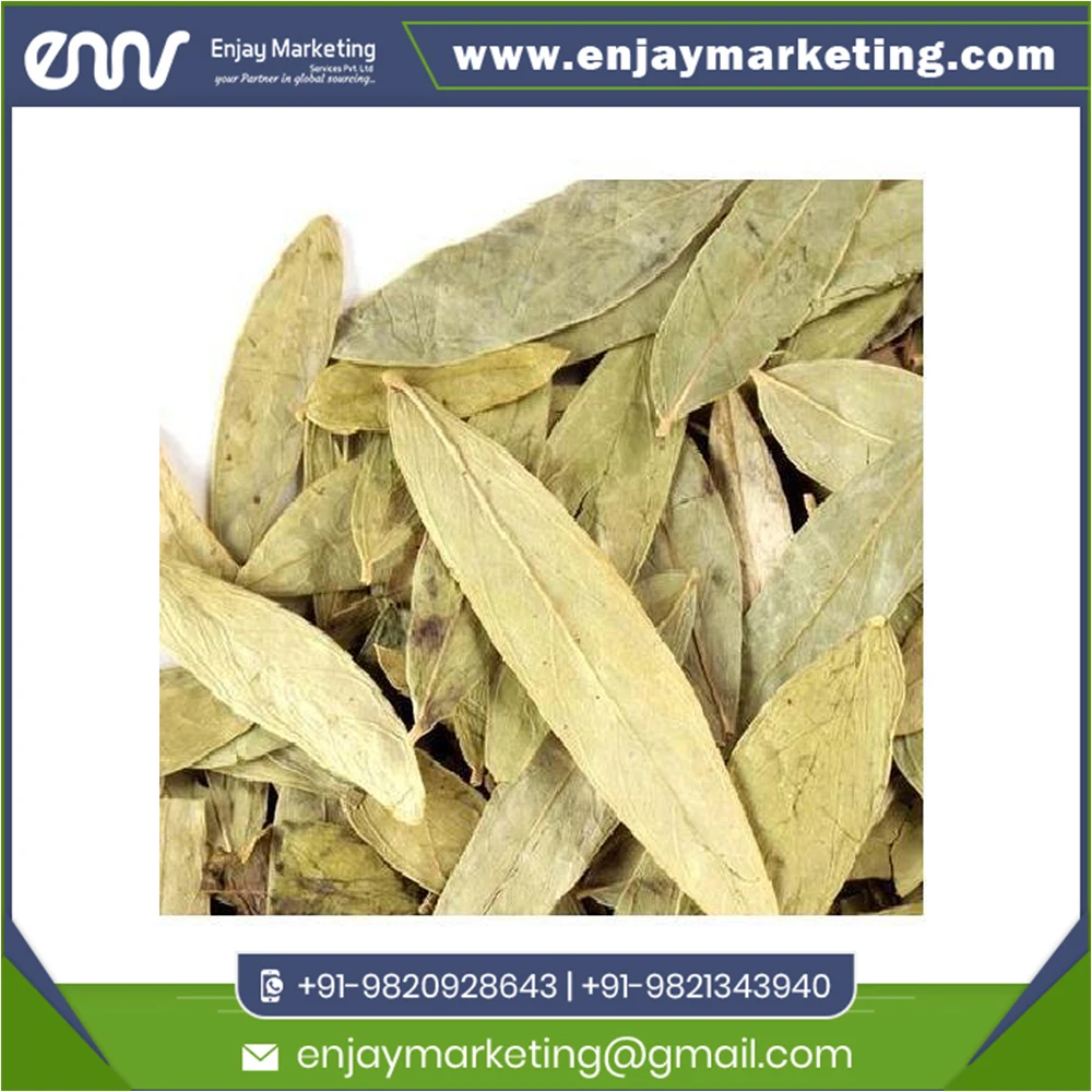 High quality Senna Leaves  Bulk Supply