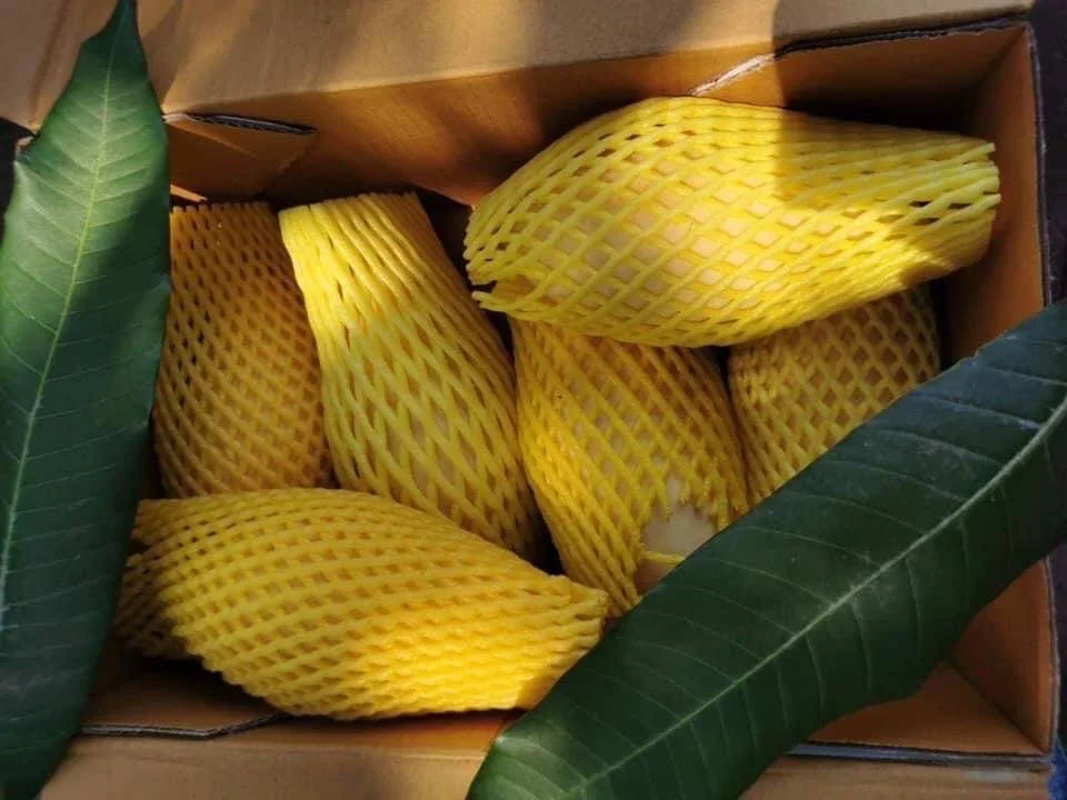 Premium Fresh Mango From Thailand  100% Natural Premium Grade of Fresh Mango with Best Taste