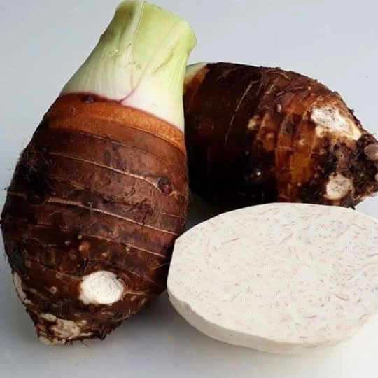 New crop taro factory bulk offer Thai fresh taro low price export