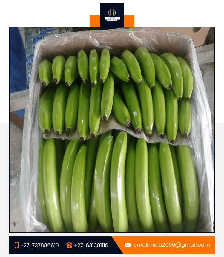 Fresh Bananas Wholesale Price High Quality Fresh Indian Cavendish Premium Bananas/fresh Fruits