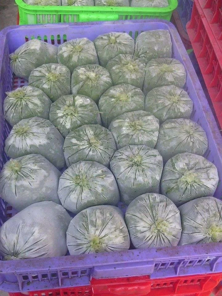 TW6 Viet Nam Best Price Frozen Cassava Leaf Minced Grated Cassava Leaves Customize Packing