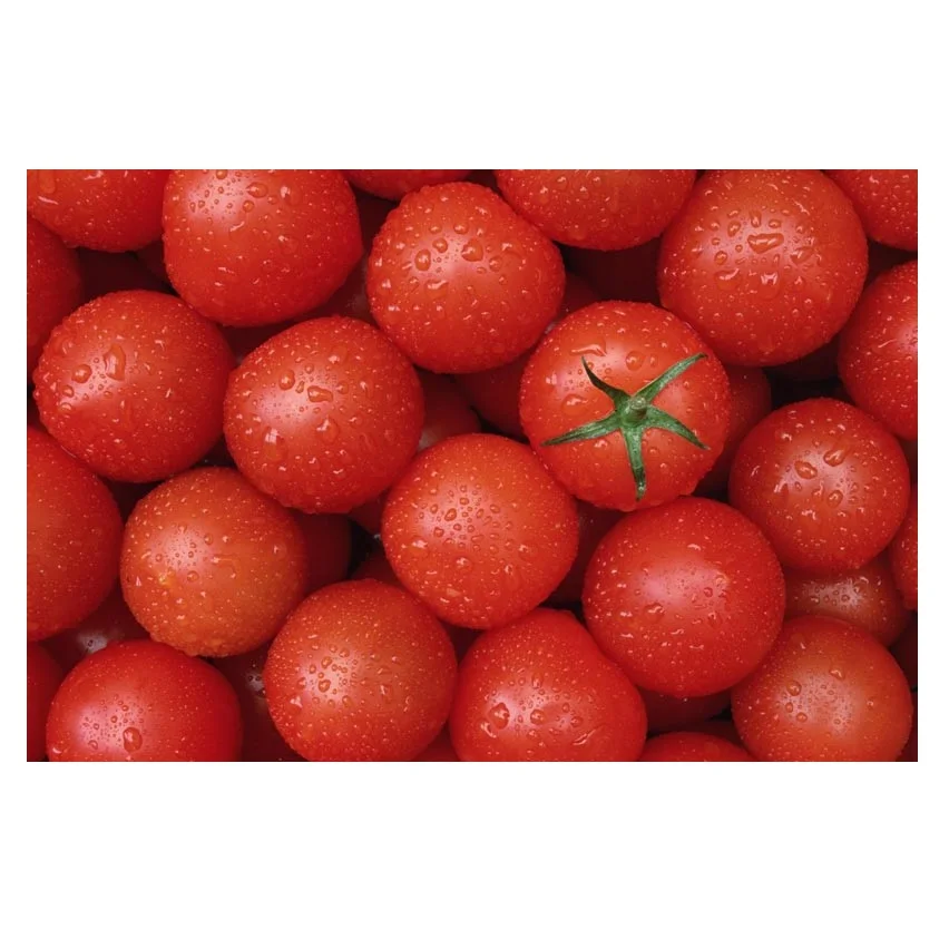 Wholesale Manufacturer and Supplier From Germany Fresh Tomatoes All Type Fresh Tomatoes High Quality Cheap Price