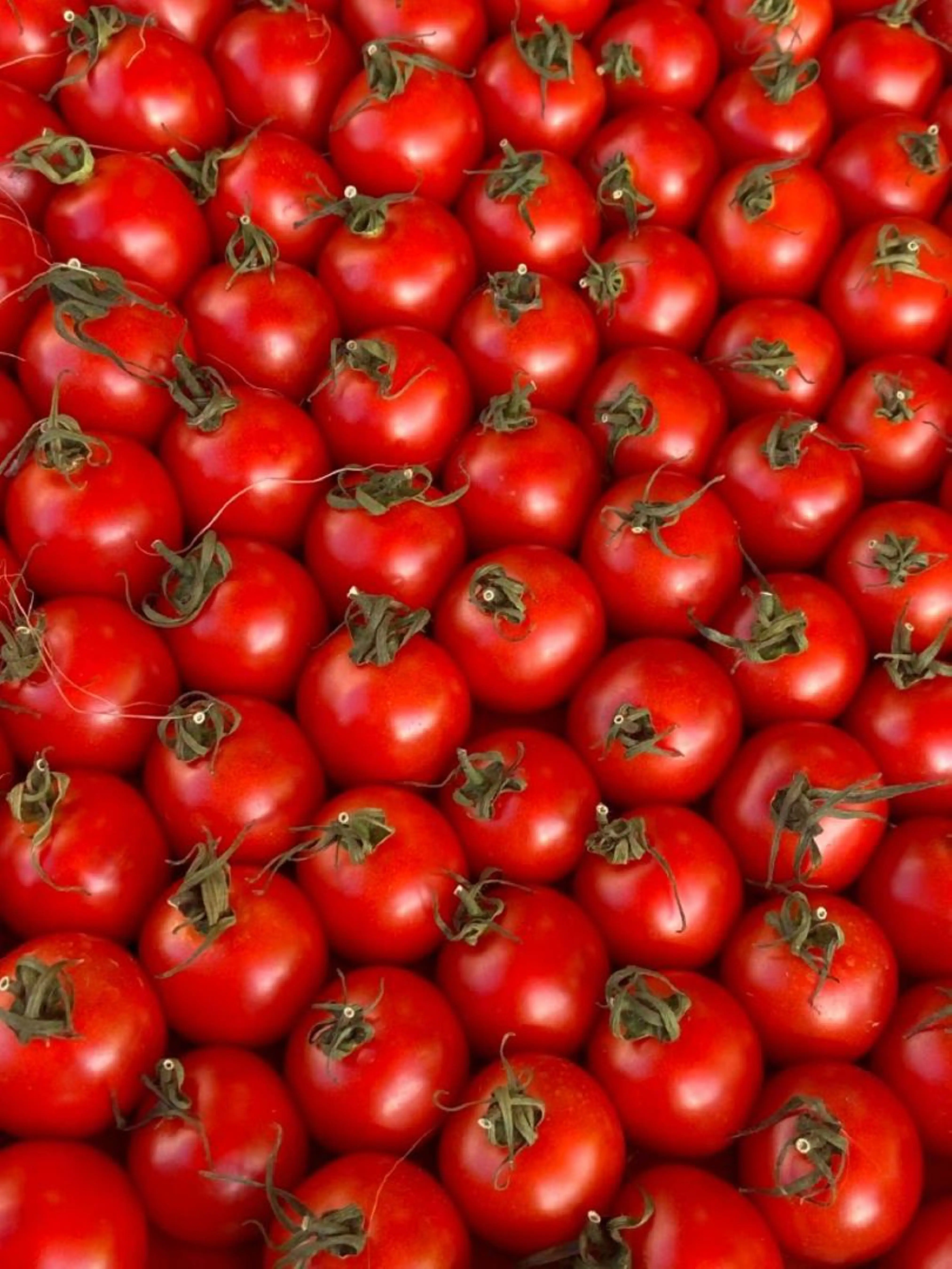 FRESH RED TOMATO AVAILABLE IN BULK