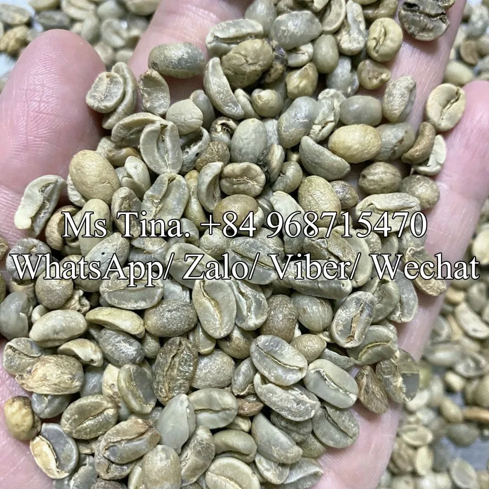 High Quality Green Coffee Beans Robusta / Arabica Clean S16, S18 - AA Green Coffee Beans Export From Vietnam - DHP One