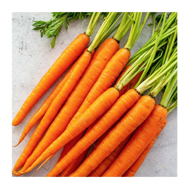 Genuine Quality Wholesale Selling Common Cultivation Type 100% Natural & Fresh Red Carrots at Low Market Price