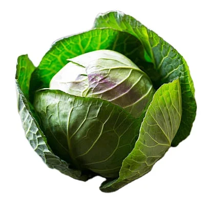 Свежая вьетнамская белая капуста по лучшей цене, готовая к экспорту Высококачественная Зеленая капуста от вьетнамского производителя