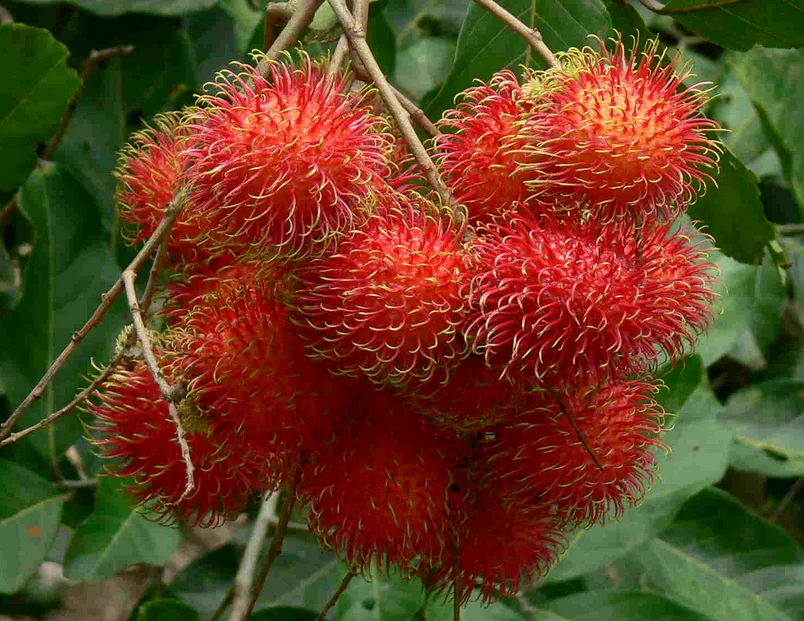 Поставка замороженных фруктов Rambutan нефелиум лаппацеум быстрая доставка Мисс Софи