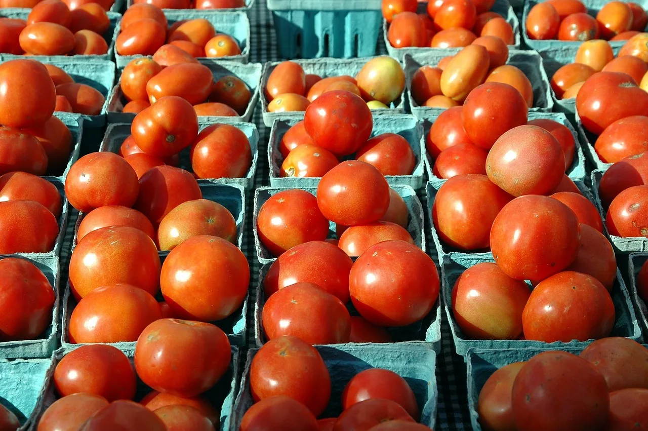 Fresh Tomatoes / Newest Crop Fresh Tomatoes..