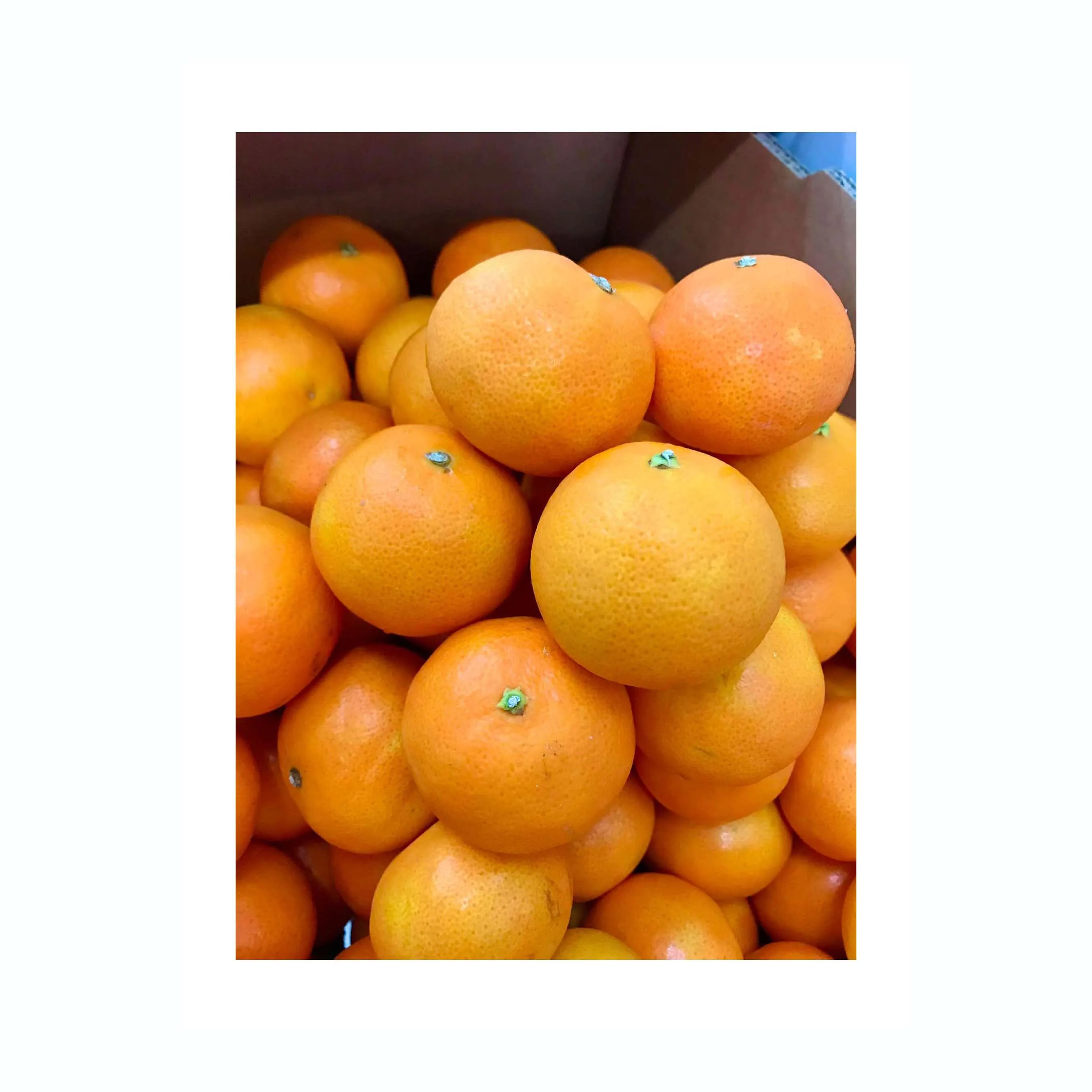 Mandarin Orange Fresh Citrus Mandarin Fruits Naval Oranges Lemons Valencia Orange for Sale AIR\BY SEA Year Round 1*20 Feet 10 Kg