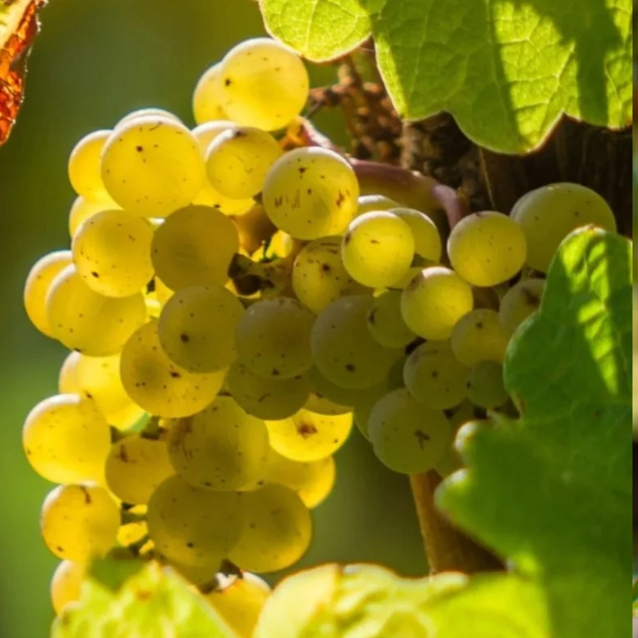 Премиум итальянское тихое белое вино Libeccio Rubicone Chardonnay IGT бутылки 750 мл