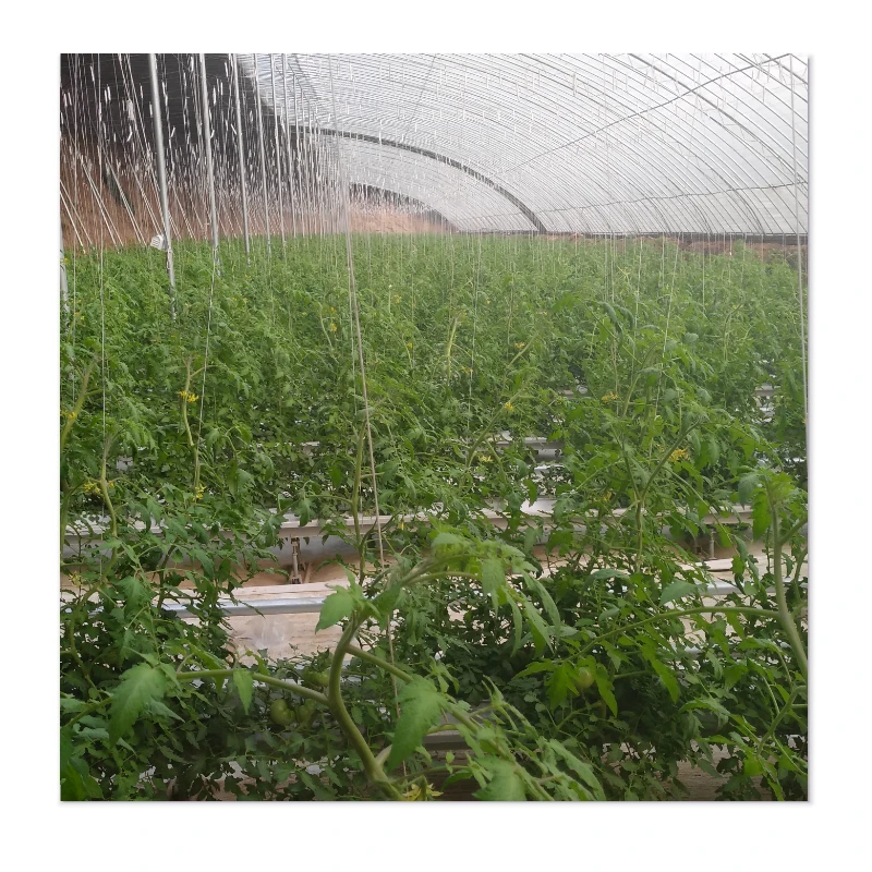 Protective Affordable Greenhouses with Wind-Resistance, Earthquake-Resistant Structure & Pest Barriers