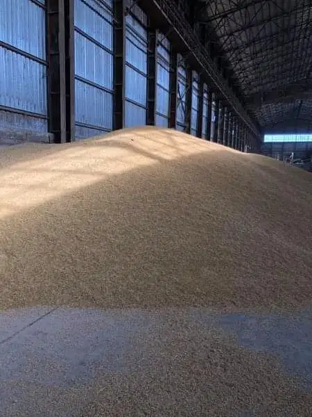 EU Manufacturer animal feed Wheat Bran for animal feed barley
