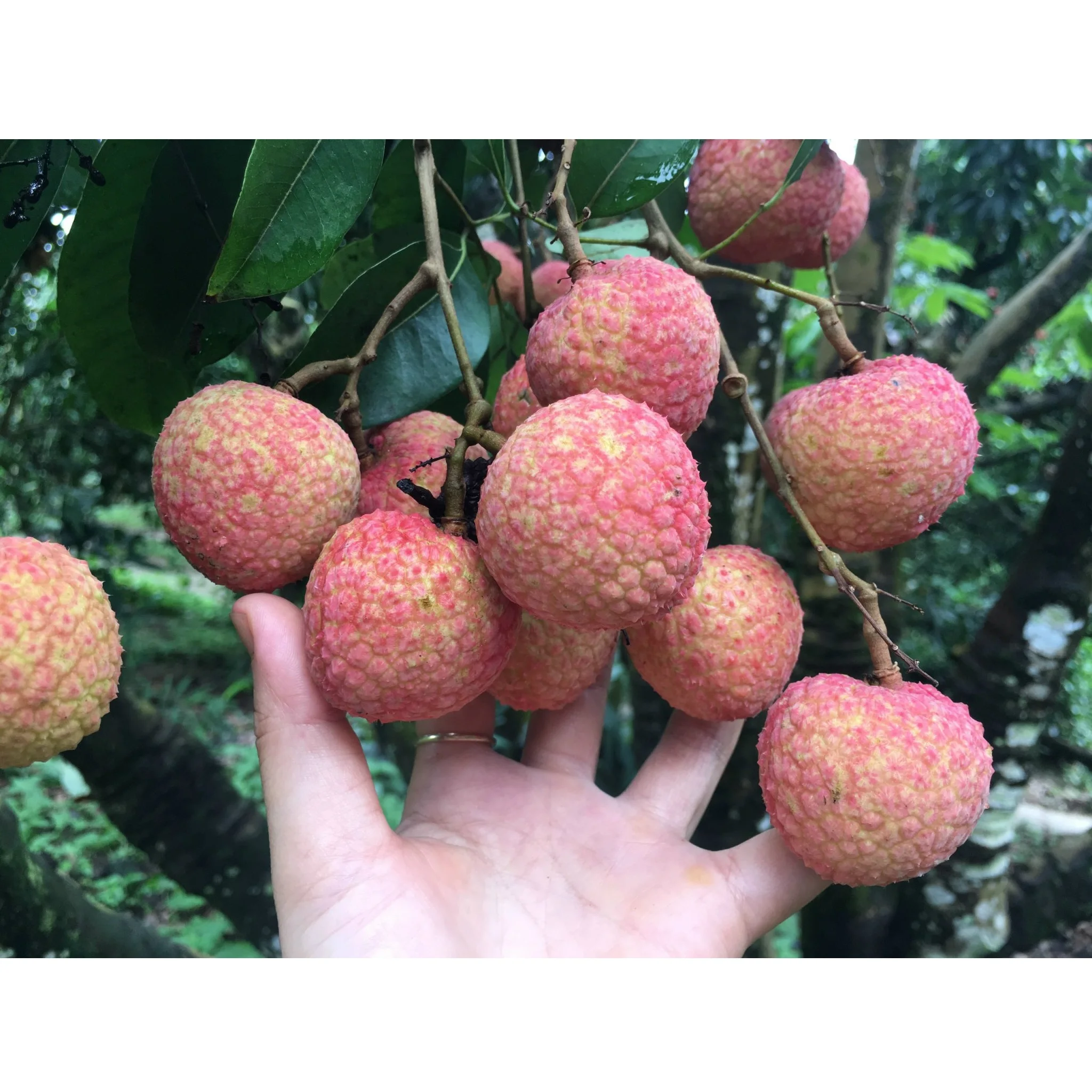 High Quality Lychee Natural Bulk Selling Fresh Fruit Sweet Taste Round Carton Box Organic Lychee From Vietnam