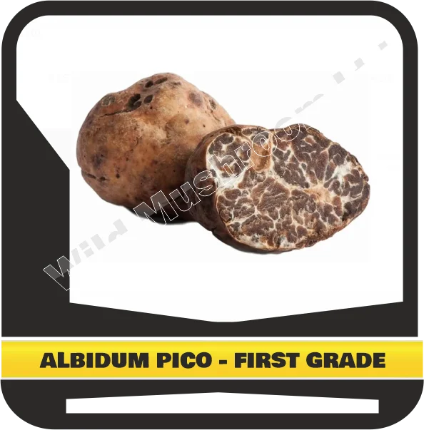 FRESH WHITE TRUFFLES TUBER ALBIDUM PICO - FIRST GRADE