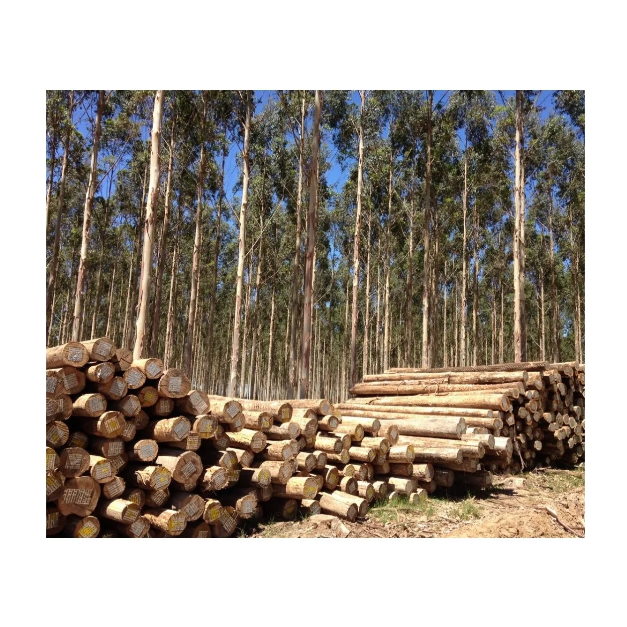 Wholesale Eucalyptus Wood Logs, Year-Round Supply