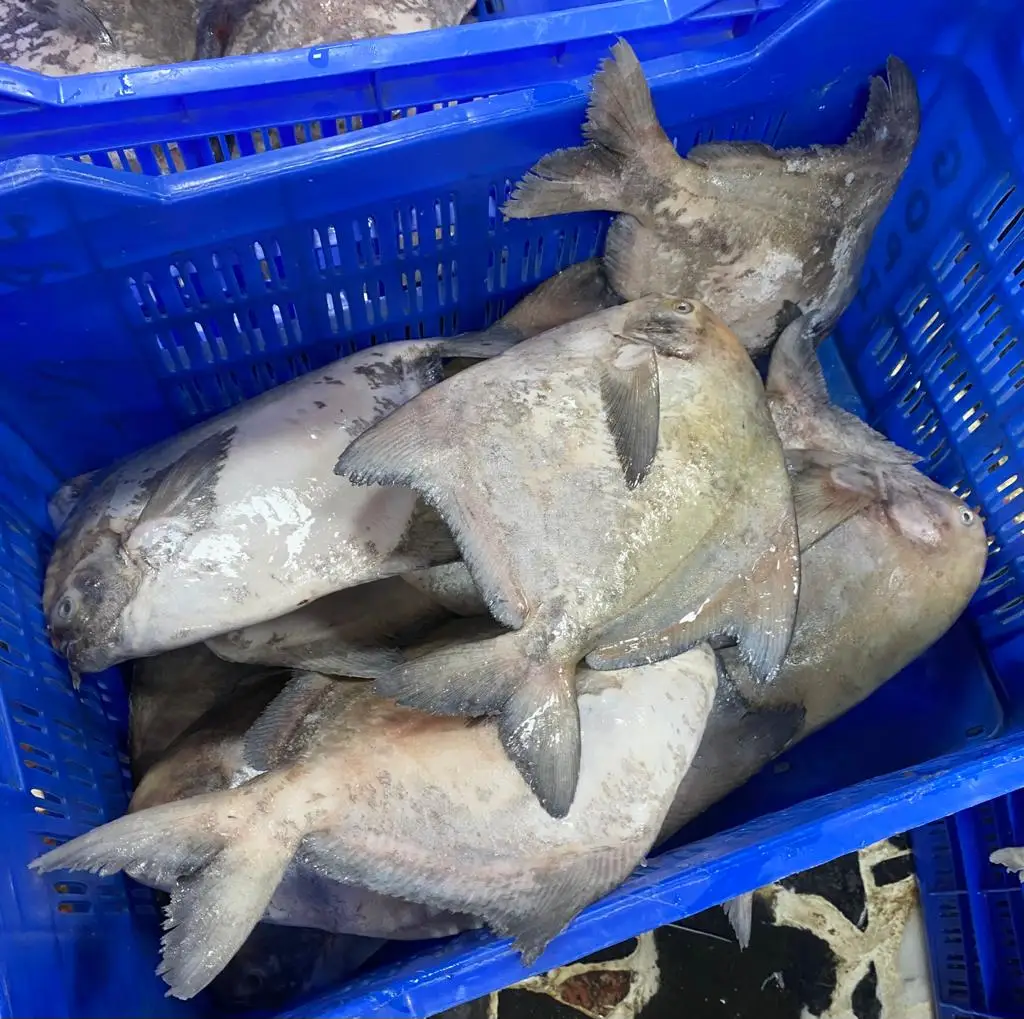 Frozen Fish Fresh Pomfret Supplier Block Bulk Style Packaging Silver Pomfret Fish Shelf Origin Latin Type Life Shape