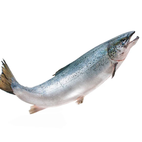 High Quality Atlantic Salmon Fish Fresh Dried Whole Fillet Salt Preserved Head Top Selling Healthy Frozen Fish Wholesale Price
