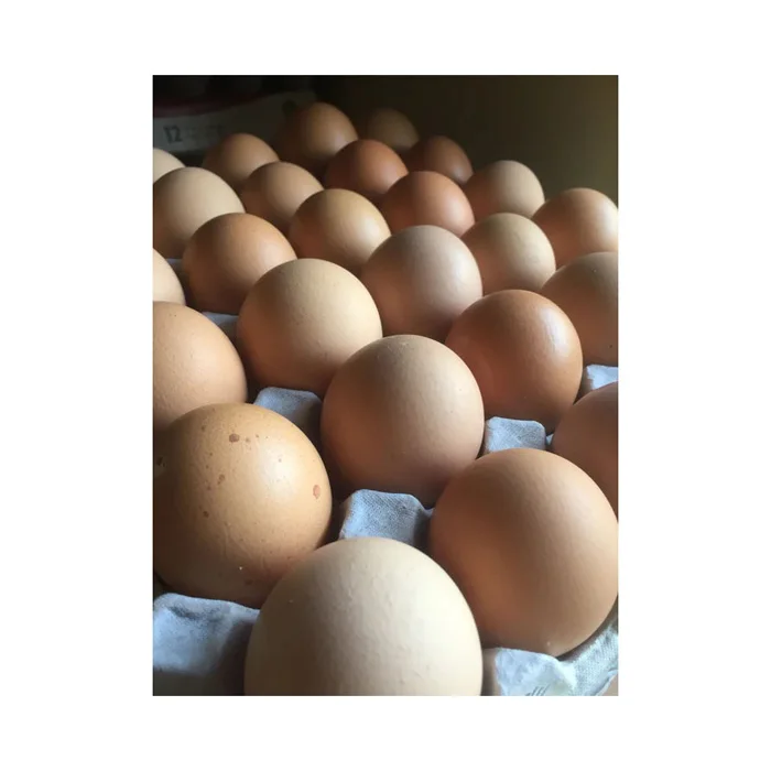 High Quality for Sale Fresh Chicken Eggs Farm Egg Suppliers Wholesale