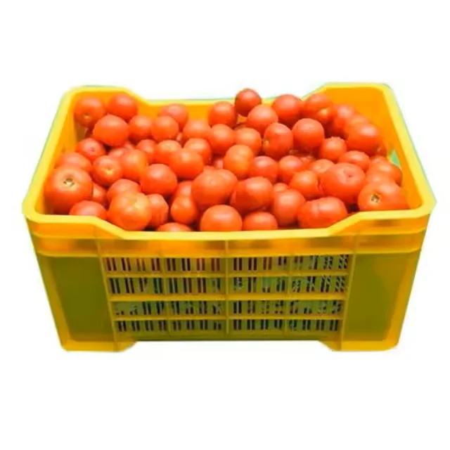 Fresh Tomatoes New Season Delicious High Quality Red Tomato suppliers Premium Vegetable Food Product Wholesale Reasonable Price