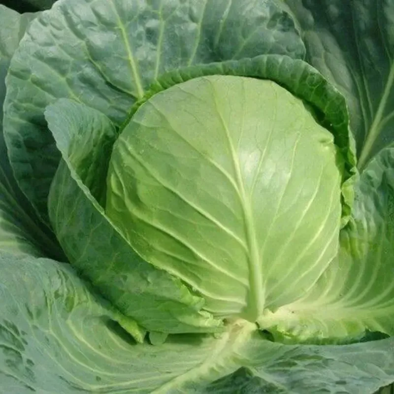 Thailand 100% High Quality Organic Cabbage Fresh with Customized Logo and Packing ~ Fresh Vegetables Export Standard