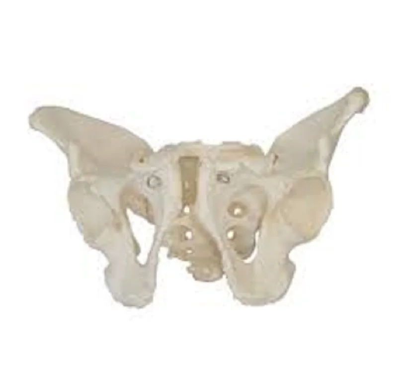 High Quality A One Science ADULT MALE PELVIS Educational Lab Medical Item Packing Biology Design Material Origin Type