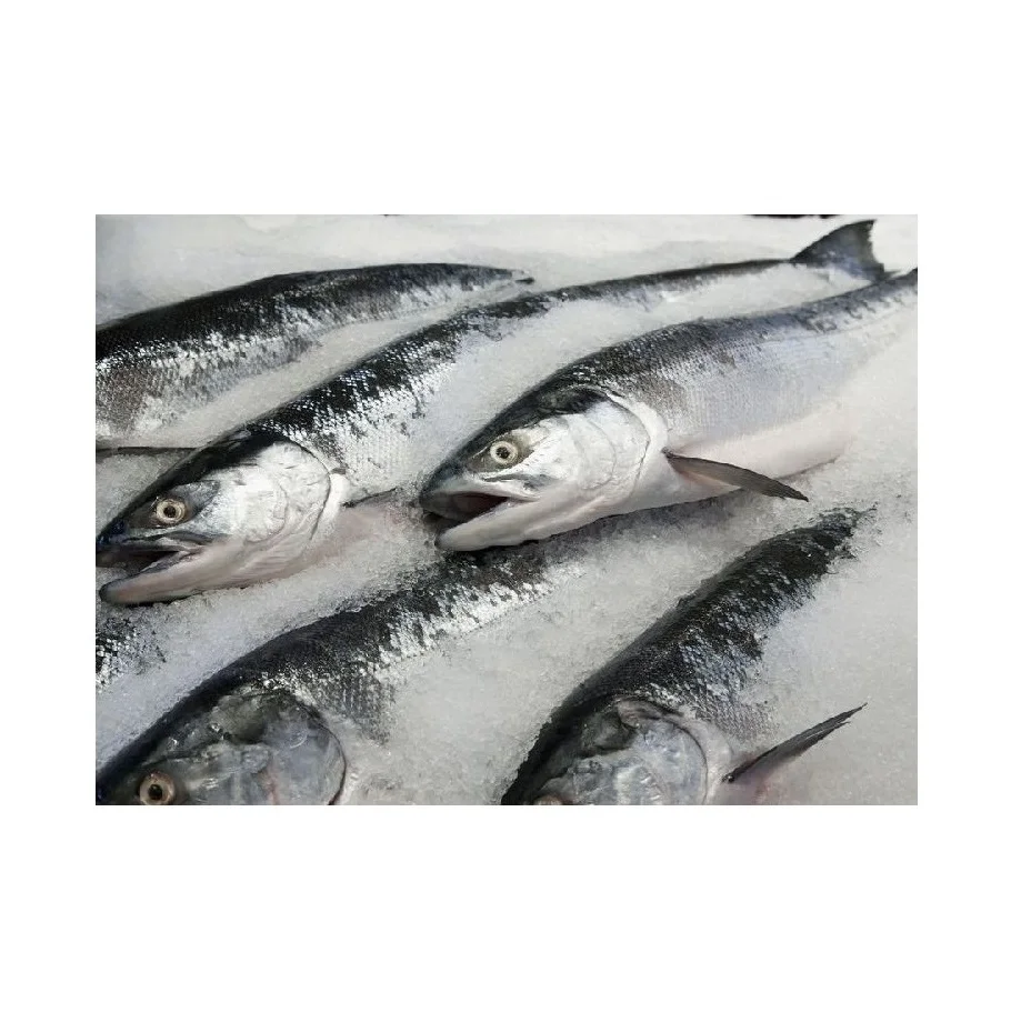Cheap Price Bulk Sale Top Quality Frozen Salmon Whole Fish wholesale sale From German Supplier