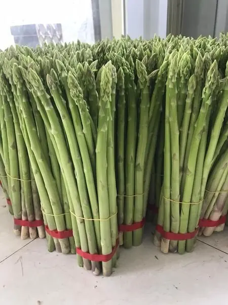 BEST SALE !!! FRESH ASPARAGUS WITH HIGH STANDARD EXPORT  AND COMPETITIVE PRICE FROM VIETNAM 2023