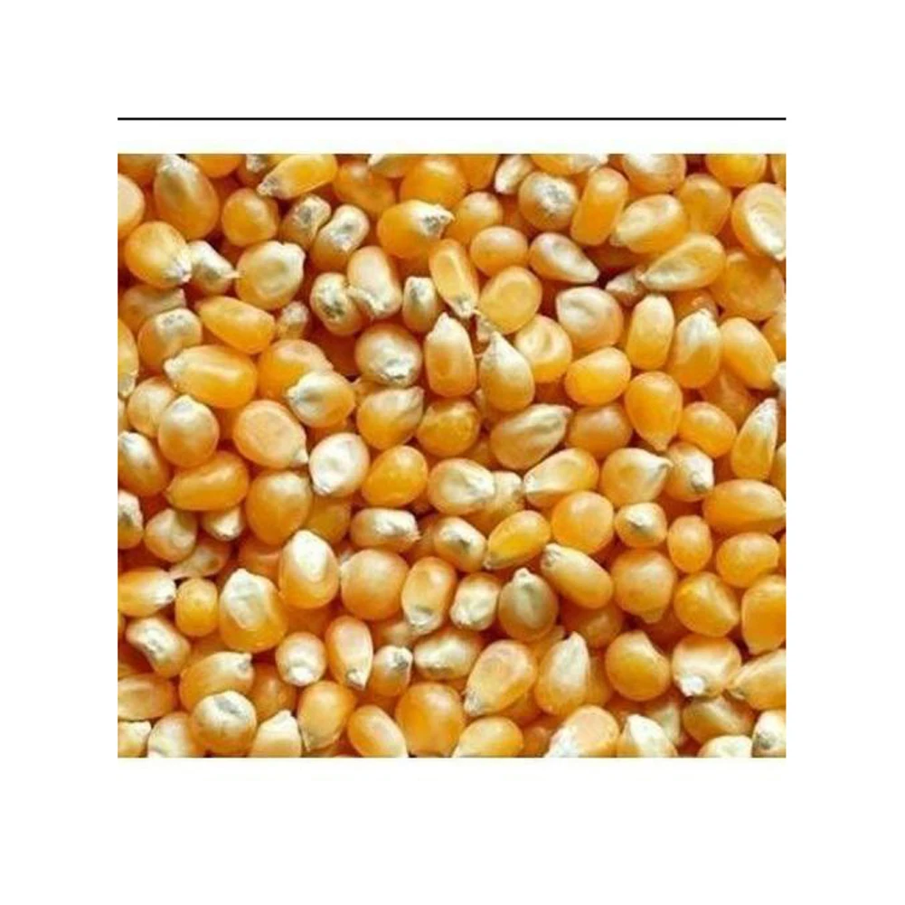 Yellow Corn Non-GMO Fit for Human Consumption and Animal Feed/Origin brazil yellow corn
