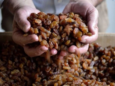 Golden dried raisins Indian origin raisins golden best quality raisins for export