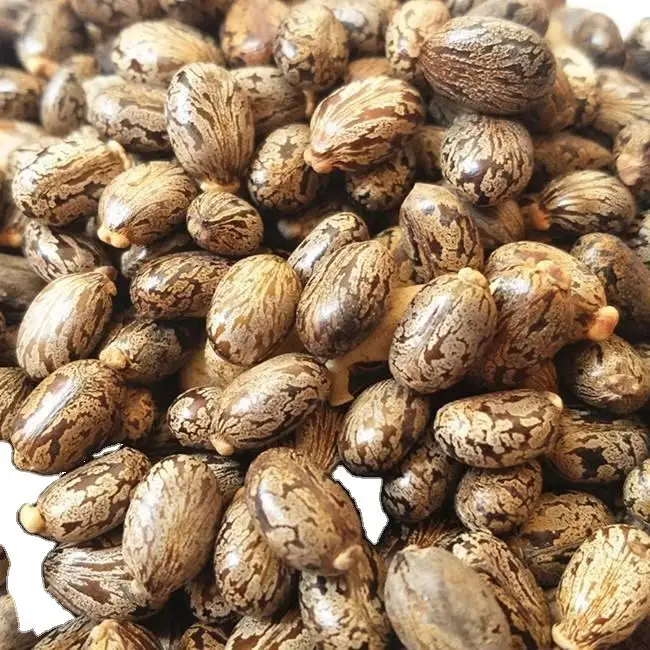 Top Quality Jatropha seeds for sale