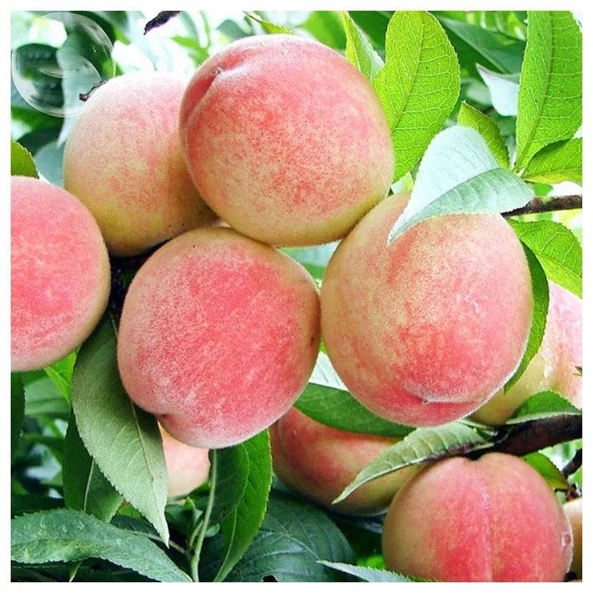 Premium Quality Organic Juicy Sweet Fresh Peaches Organic Natural Peach Fresh Fruit For Sales best price