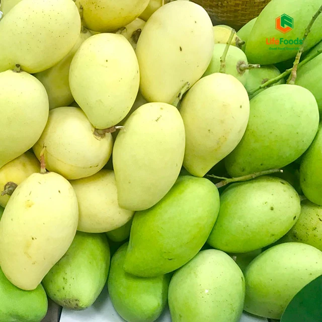 Natural Sweet Common 100% Maturity Delicious HCCP cert package ODM fresh fruit Yellow Cat Chu Mango Lifefoods from Vietnam