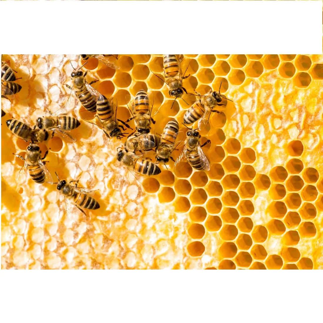 Индийский необработанный мед honeyчесаный доступен оптом и по заводским ценам проверенный индийский натуральный