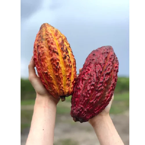 Quality Dried Cacao Beans 2023 Harvest from Belgium / Cacao Beans for Chocolate factory for sale in Europe