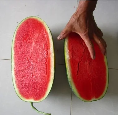 Export Quality Bulk Packaging COMMON Cultivation Type Refreshingly Sweet Fruity Taste Frozen IQF Watermelon Ms Sophie