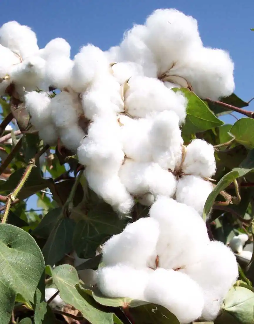 Grade A 100% Organic Raw Cotton Export from USA